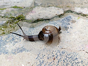 Helix pomatia on the floor