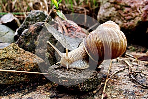 Helix pomatia gliding on the stones