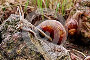 Helix pomatia gliding on the stones