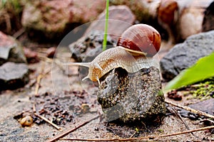 Helix pomatia gliding on the stones