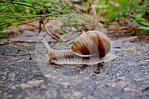 Helix pomatia gliding on the stones