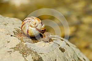 Helix pomatia (grape snail)
