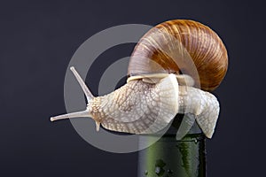 Helix pomatia. grape snail on a bottle on a dark background. mollusc and invertebrate. gourmet protein meat food