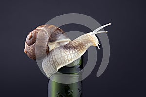 Helix pomatia. grape snail on a bottle on a dark background. mollusc and invertebrate. gourmet protein meat food