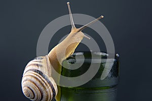 Helix pomatia. grape snail on a bottle on a dark background. mollusc and invertebrate. gourmet protein meat food