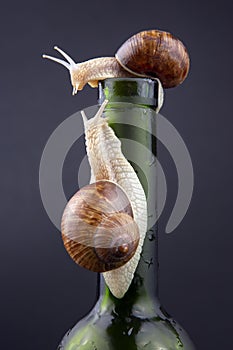 Helix pomatia. grape snail on a bottle on a dark background. mollusc and invertebrate. gourmet protein meat food