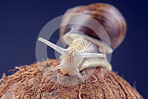 Helix pomatia. grape snail on a coconut on a dark background. mollusc and invertebrate. gourmet protein meat food