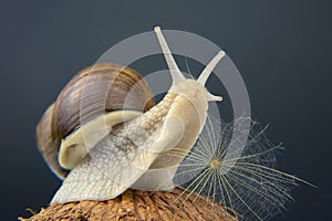 Helix pomatia. grape snail on a coconut on a dark background. mollusc and invertebrate. gourmet protein meat food