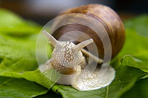 Helix pomatia. grape snail crawling on green leaves. mollusc and invertebrate. delicacy meat and gourmet food