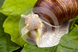 Helix pomatia. grape snail eats green leaves. mollusc and invertebrate. delicacy meat and gourmet food