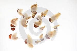 Helix pomatia. grape snail on a white background. mollusc and invertebrate. gourmet protein meat food. communication of the