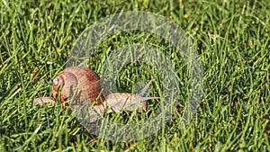 Helix pomatia, a grapevine snail walks on green grass