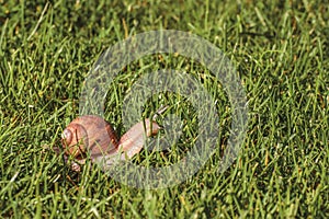 Helix pomatia, a grapevine snail walks on green grass