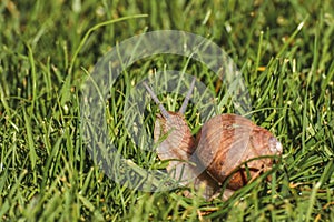 Helix pomatia, a grapevine snail walks on green grass