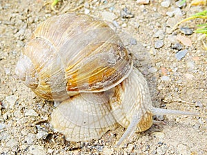 Helix pomatia, known also as a Roman/Burgundian snail, an edible snail and an escargot. Terrestrial mollusc from gastropods