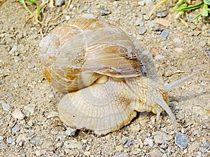 Helix pomatia, known also as a Roman/Burgundian snail, an edible snail and an escargot. Terrestrial mollusc from gastropods