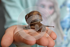 Helix pomatia, large Roman snail on the hand of a human, Oberelsbach, Germany