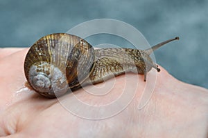 Helix pomatia, large Roman snail on the hand of a human, Oberelsbach, Germany