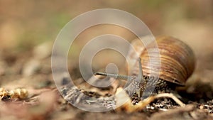 Helix pomatia mollusk in the family Helicidae.