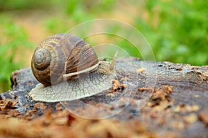 Helix pomatia