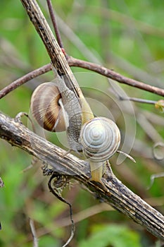 Helix pomatia