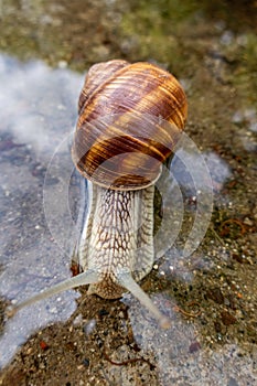 Helix pomatia, Roman snail, Burgundy snail, edible snail or escargot