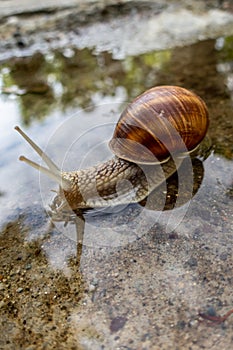 Helix pomatia, Roman snail, Burgundy snail, edible snail or escargot