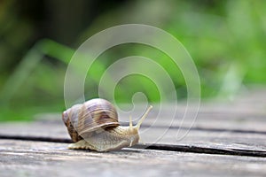 Helix pomatia, Roman snail, is crawling in garden after the rain, background with copy space