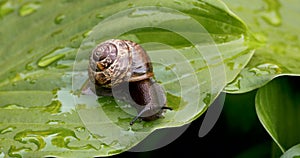 Helix pomatia roman snail crawling on wet green leaf