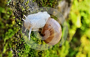 Helix pomatia or roman snail after rain
