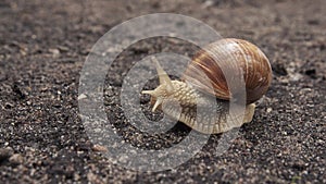 Helix Pomatia or Roman snail slowly looking around