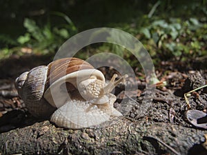 Helix pomatia_Schnecke_near on the ground