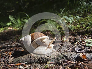 Helix pomatia_Schnecke_wide on the ground