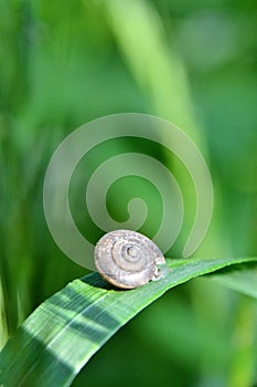 Helix pomatia snail