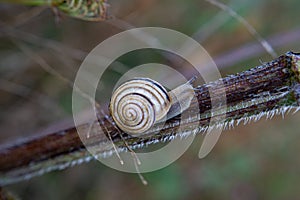 Helix pomatia.Snail