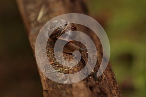 A Helix pomatia. A snail.