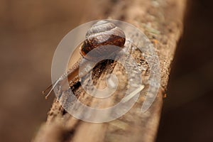 A Helix pomatia. A snail.