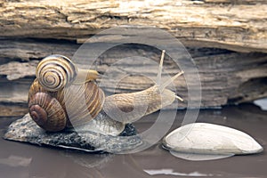 Helix pomatia. snail climbs from stone to stone. mollusc and invertebrate. delicacy meat and gourmet food