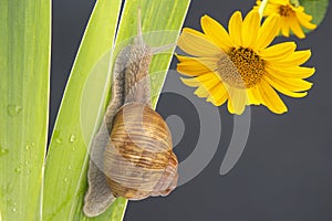 Helix pomatia. snail crawling on a green leaf against the background of a yellow flower. mollusc and invertebrate. delicacy meat
