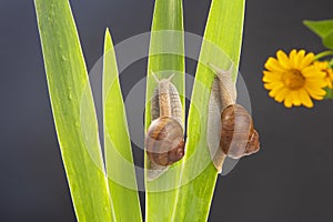 Helix pomatia. snail crawling on a green leaf against the background of a yellow flower. mollusc and invertebrate. delicacy meat