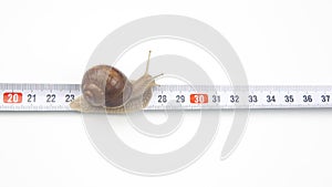 Helix pomatia. The snail crawls along the measuring ruler. mollusc and invertebrate. delicacy meat and gourmet food