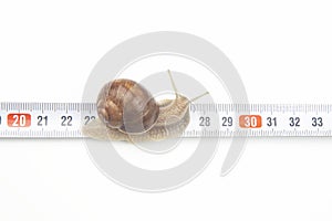 Helix pomatia. The snail crawls along the measuring ruler. mollusc and invertebrate. delicacy meat and gourmet food