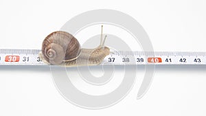 Helix pomatia. The snail crawls along the measuring ruler. mollusc and invertebrate. delicacy meat and gourmet food