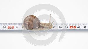 Helix pomatia. The snail crawls along the measuring ruler. mollusc and invertebrate. delicacy meat and gourmet food