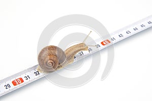 Helix pomatia. The snail crawls along the measuring ruler. mollusc and invertebrate. delicacy meat and gourmet food