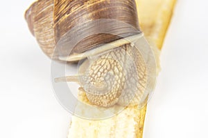 Helix pomatia. snail eats a banana. delicacy meat and gourmet food