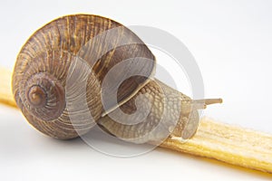 Helix pomatia. snail eats a banana. delicacy meat and gourmet food