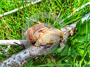 Helix pomatia. Snail. Field snail.