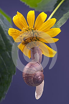 Helix pomatia. The snail hangs on a yellow flower and eats a petal. mollusc and invertebrate. delicacy meat and gourmet food