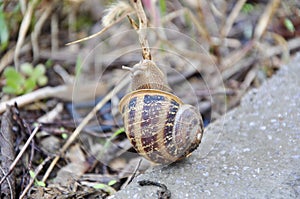 Helix pomatia,A snail with a house that sings on the grass, Croatia